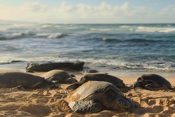 PRIVATE TOUR-Ultimate North Shore Experience - Turtle Bay Beach snorkeling plus Kawela Bay shore spotting