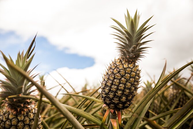Real Hawaii Circle Island Tour - North Shore food and shopping stops that are actually part of the culture