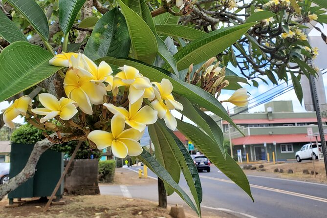 Round Trip North Shore Shuttle from Waikiki to Haleiwa Town / Haleiwa Harbor - How I’d Plan Your Stops (So You Don’t Feel Rushed)
