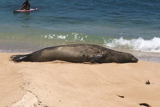 Sea / Eat & See The North Shore - Key highlights you’ll feel fast