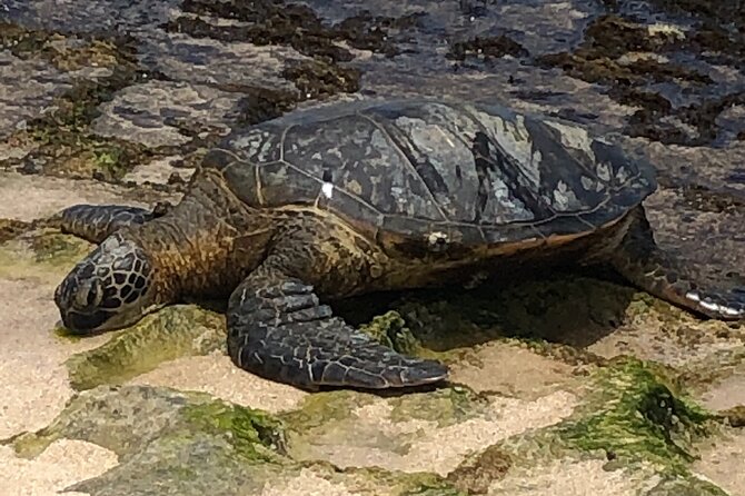 Sea / Eat & See The North Shore - Snorkeling on the North Shore with sea turtles