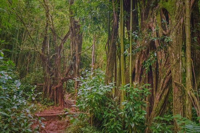 Self guided Hike Trail to Nature Walk & Waterfall - The falls stop at Manoa Falls: time, film history, and realistic expectations