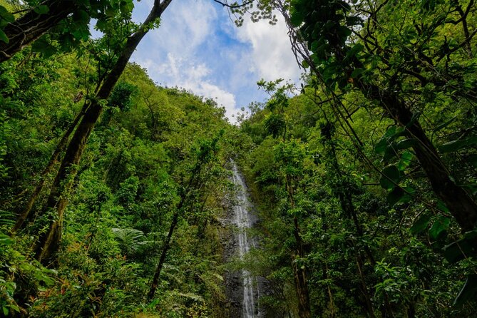 Self guided Hike Trail to Nature Walk & Waterfall - A quick history breath in Manoa Valley: coffee, sugarcane, and the 1800s