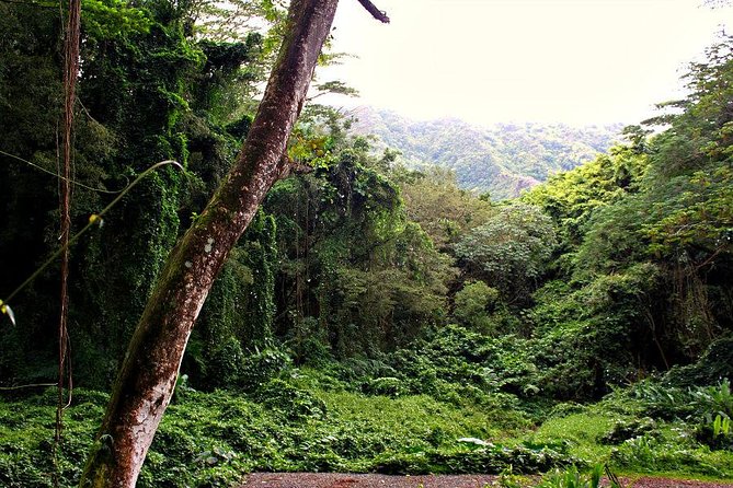 Self guided Hike Trail to Nature Walk & Waterfall - Pu’u ‘Ualaka’a State Park: Diamond Head and Waikiki views without the long drive