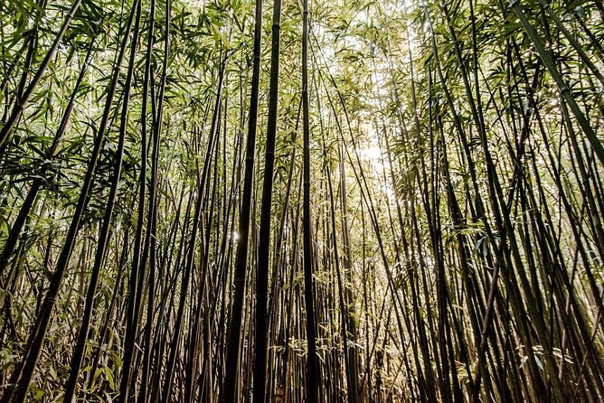 Self Guided Hike Trail to Nature Walk & Waterfall - Manoa Falls: a straightforward, well-kept rainforest walk
