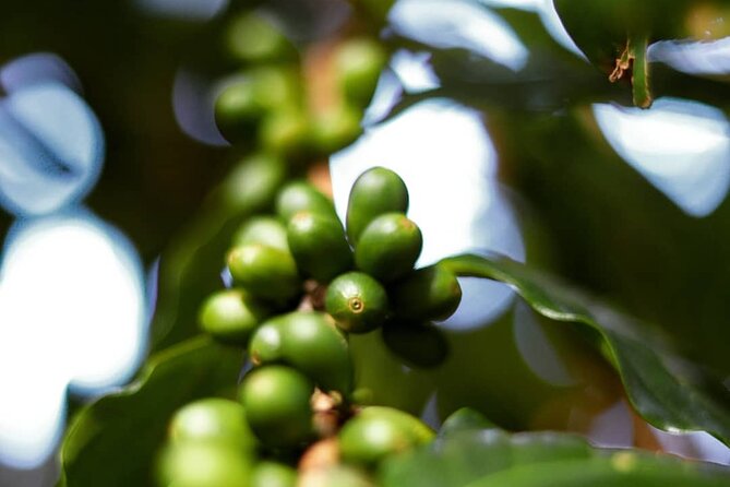 Shared Food & Waterfall Tour in Honolulu - Stop 2: North Shore macadamia farm (quick stop, useful info)