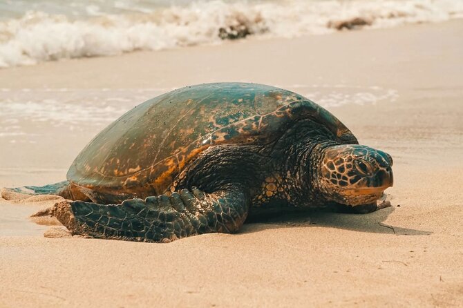 Small Group North Shore Circle Island Tour Oahu - The Group Size and Van Comfort Trade-Off