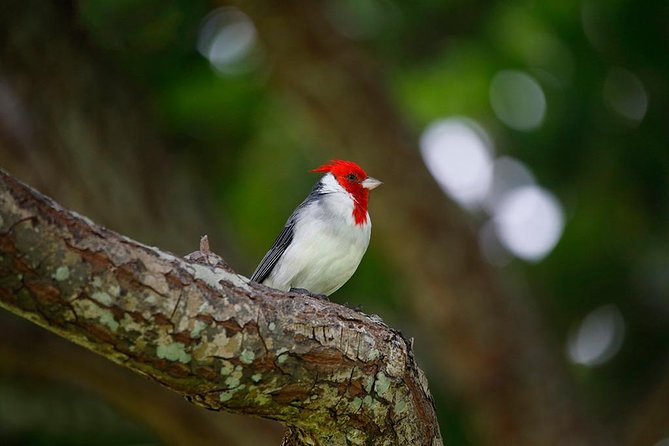 Sunrise Plus Island Tour - A sunrise tour that’s really about how to see