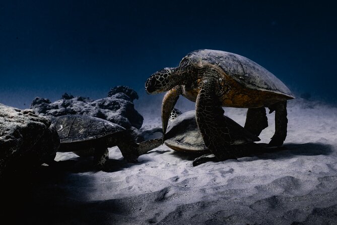 Turtle Canyon Snorkel Tour - Semi-private: 6 passenger max - What’s Included for $99: Gear, Fees, and Real Safety Coverage