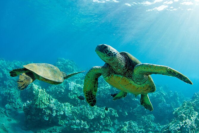 Ultimate North Shore Adventure: Full-Day Hawaiian Experience - Key things to know before you go