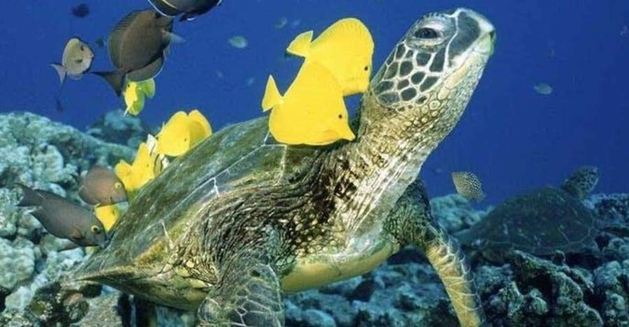 Waikiki Beach: Turtle Snorkeling and Sailing on Hāwea - Key things I’d watch for on Hāwea