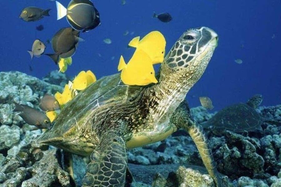 Waikiki Beach: Turtle Snorkeling and Sailing on Hāwea - From Duke Kahanamoku to Turtle Canyon: the tour’s easiest start