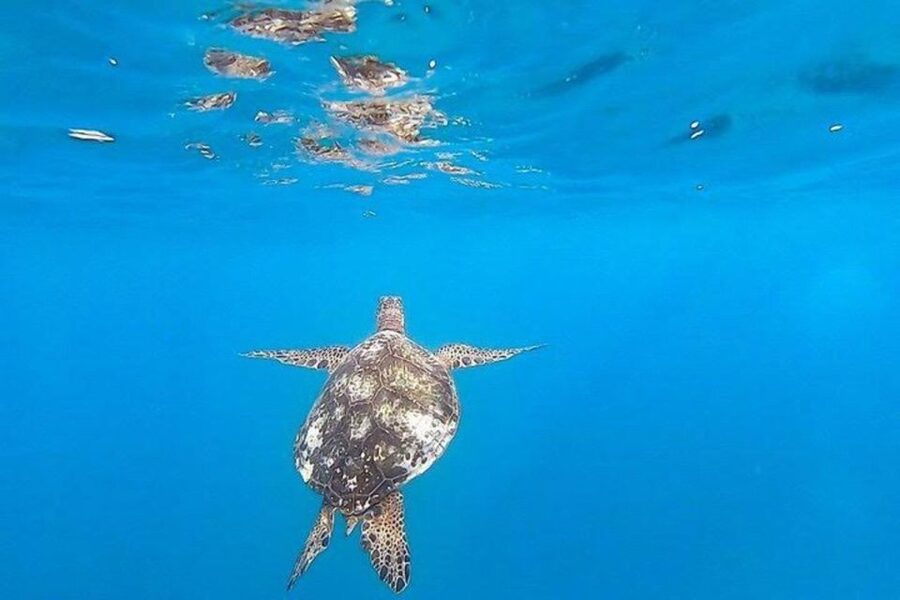 Waikiki Beach: Turtle Snorkeling and Sailing on Hāwea - The relaxing sail back along Waikiki (often with Diamond Head views)
