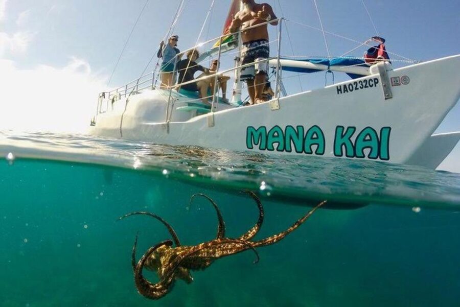 Waikiki Beach: Turtle Snorkeling and Sailing on Hāwea - Price and value: what $84 buys you on Hāwea
