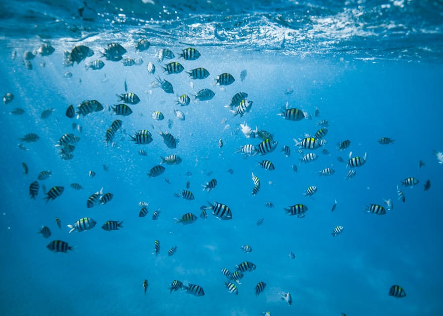 Waikiki: Sea Turtle Snorkeling, Small Group Boat Tour - Should you book this Waikiki sea turtle snorkeling tour?
