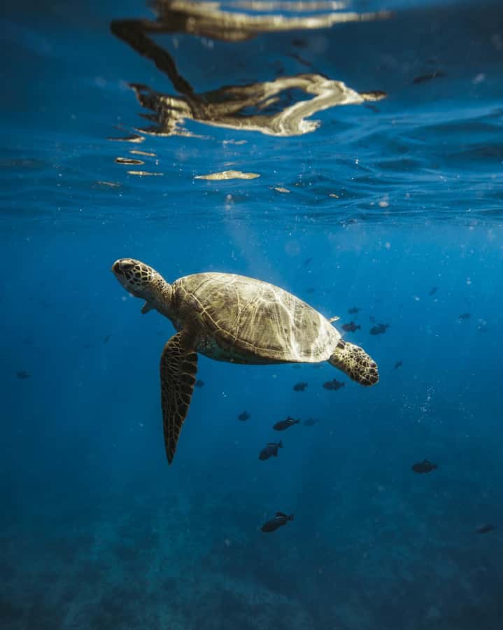 Waikiki: Sea Turtle Snorkeling, Small Group Boat Tour - Turtle Canyon: where the turtles actually show up