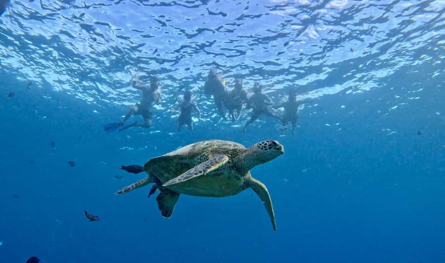 Waikiki: Sea Turtle Snorkeling, Small Group Boat Tour - Diamond Head photo cruise and the wave-friendly boat moments
