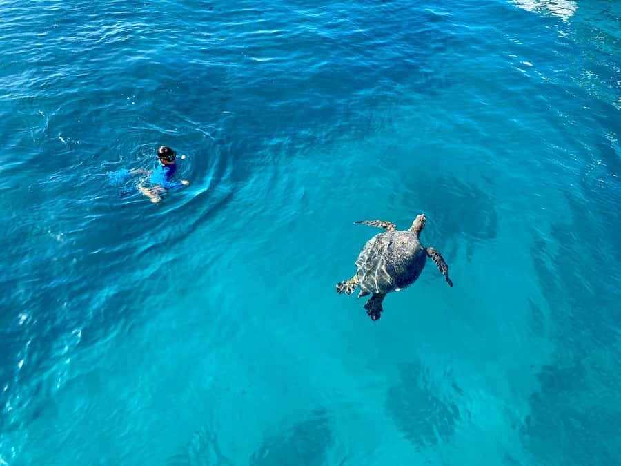 Waikiki: Sea Turtle Snorkeling, Small Group Boat Tour - The 2-hour catamaran ride from Kewalo Basin to Turtle Canyon