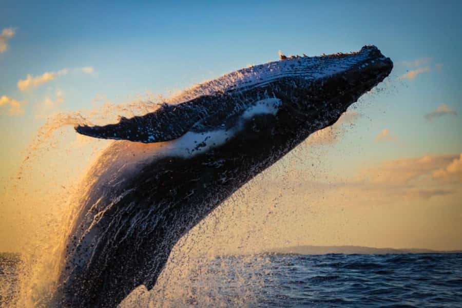 Waikiki: Sunset Whale Watching with 2 Drinks (BYOB-Friendly) - Key points before you go