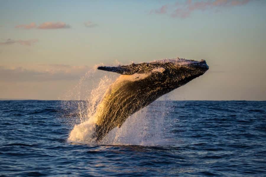 Waikiki: Sunset Whale Watching with 2 Drinks (BYOB-Friendly) - Where you board at Ala Moana (and why arriving early matters)