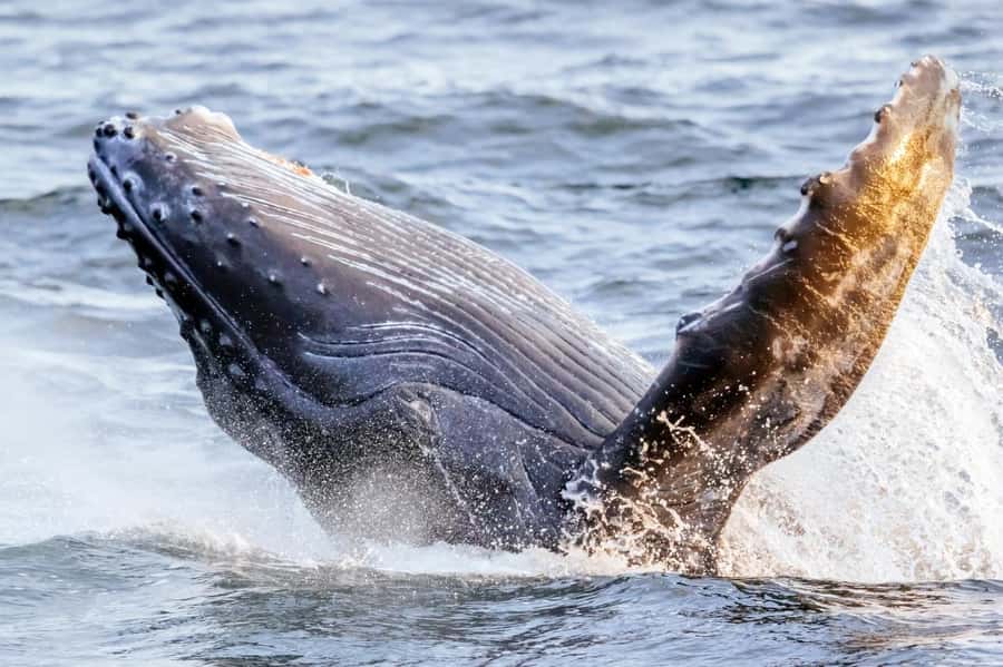 Waikiki: Sunset Whale Watching with 2 Drinks (BYOB-Friendly) - The 2-hour sunset experience: Waikiki glows, Diamond Head frames it