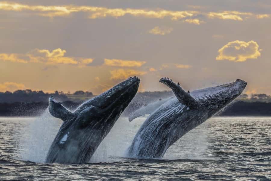Waikiki: Sunset Whale Watching with 2 Drinks (BYOB-Friendly) - What to bring (so the ocean breeze doesn’t ruin your night)