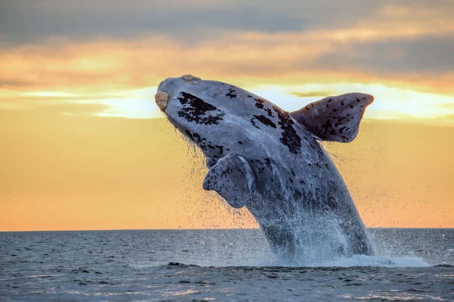 Waikiki: Sunset Whale Watching with 2 Drinks (BYOB-Friendly) - Why humpback whales show up off Waikiki in winter