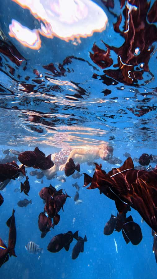Waikiki: Turtle Canyon Snorkel Tour with Small Group - Key highlights worth caring about