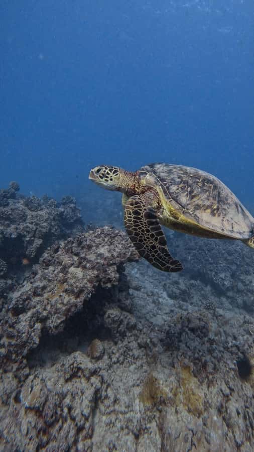 Waikiki: Turtle Canyon Snorkel Tour with Small Group - The 32-foot Zodiac ride: fast, fun, and functional