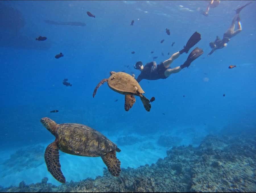 Waikiki: Turtle Canyon Snorkel Tour with Small Group - The marine life you can realistically expect to spot
