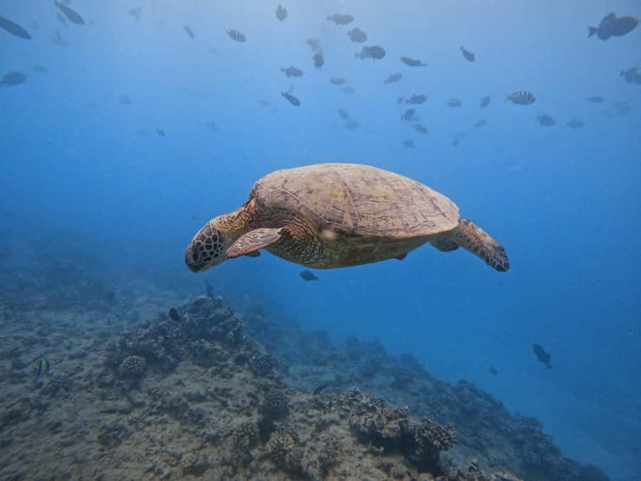 Waikiki: Turtle Canyon Snorkel Tour with Small Group - Gear and comfort: what you get, and what you bring