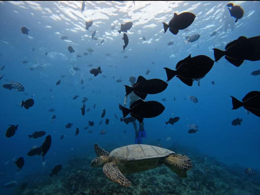 Waikiki: Turtle Canyon Snorkel Tour with Small Group - Small-group attention: why 6 people changes the feel