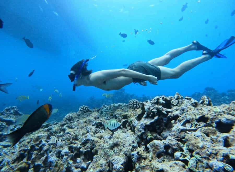 Waikiki: Turtle Canyon Snorkel Tour with Small Group - Weather and schedule changes: plan like a local