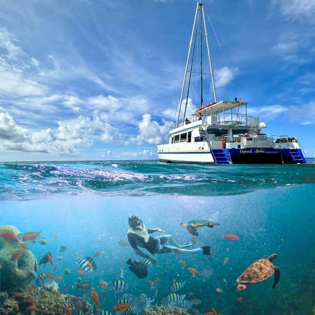 Waikiki Turtle Snorkel Adventure - Step-by-Step: What Happens During the 2 Hours