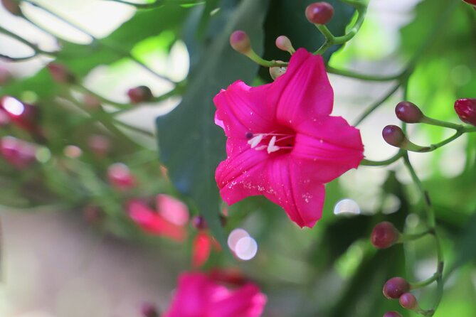 Waimea Valley Waterfall Swim & Dole Plantation Tour with Lunch - Green World Coffee Farm: your low-stress morning start