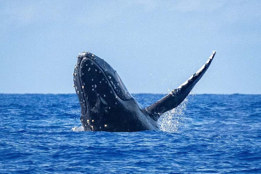 Whale Watching Cruise in Waikiki Oahu - SEE THE HUMPBACKS! - Key highlights worth aiming for