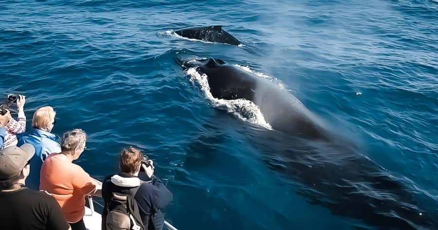 Whale Watching Cruise in Waikiki Oahu - SEE THE HUMPBACKS! - Why this Waikiki humpback cruise feels special