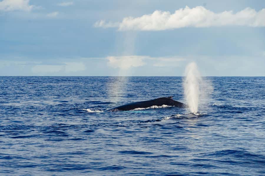Whale Watching Cruise in Waikiki Oahu - SEE THE HUMPBACKS! - Boarding the Island Princess: what’s included and how to prepare