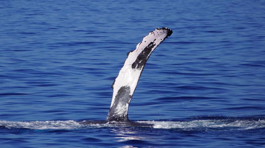 Whale Watching Cruise in Waikiki Oahu - SEE THE HUMPBACKS! - BYO snacks, alcohol rules, and smart packing