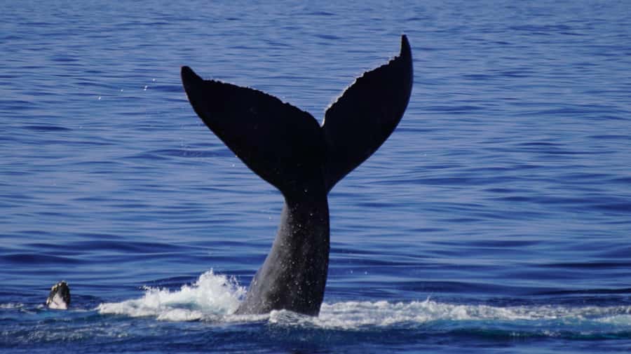 Whale Watching Cruise in Waikiki Oahu - SEE THE HUMPBACKS! - Seasickness and comfort: your secret weapon for a better whale day