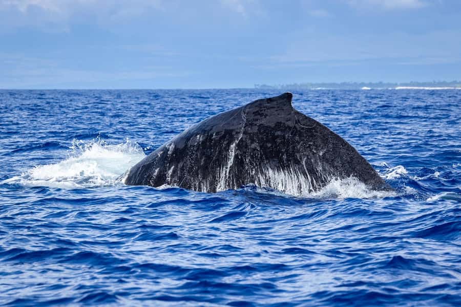 Whale Watching Cruise in Waikiki Oahu - SEE THE HUMPBACKS! - Price and value: is $80 a good deal?
