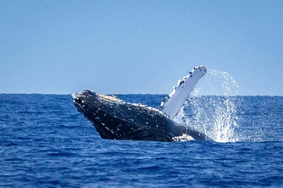 Whale Watching Cruise in Waikiki Oahu - SEE THE HUMPBACKS! - Finding Iruka Hawaii at Kewalo Basin Harbor (slip F-16)